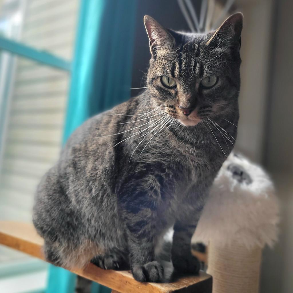 Wisper 2021, a Adoptable Domestic Short Hair in Bensalem, PA image 5/5