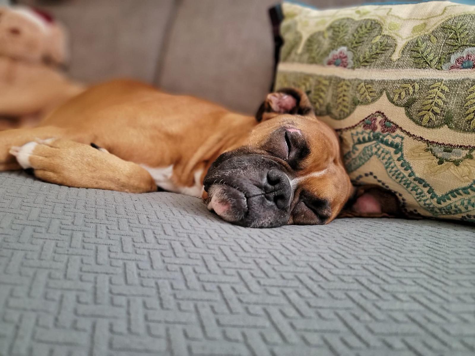 Bruce, Adoptable, Adult Male Boxer.