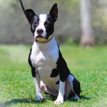 Enlarge Daisy, a Adoptable mixed breed in Conway, AR image 1/3