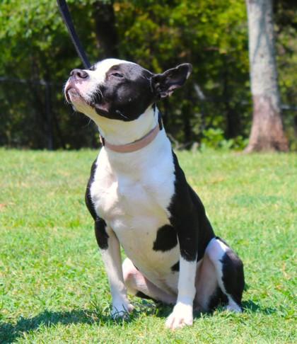 Enlarge Daisy, a Adoptable mixed breed in Conway, AR image 2/3