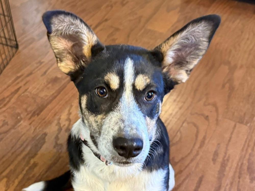 Enlarge Pinecone (Winter), a Adoptable Australian Cattle Dog / Blue Heeler in Colorado Springs, CO image 1/6