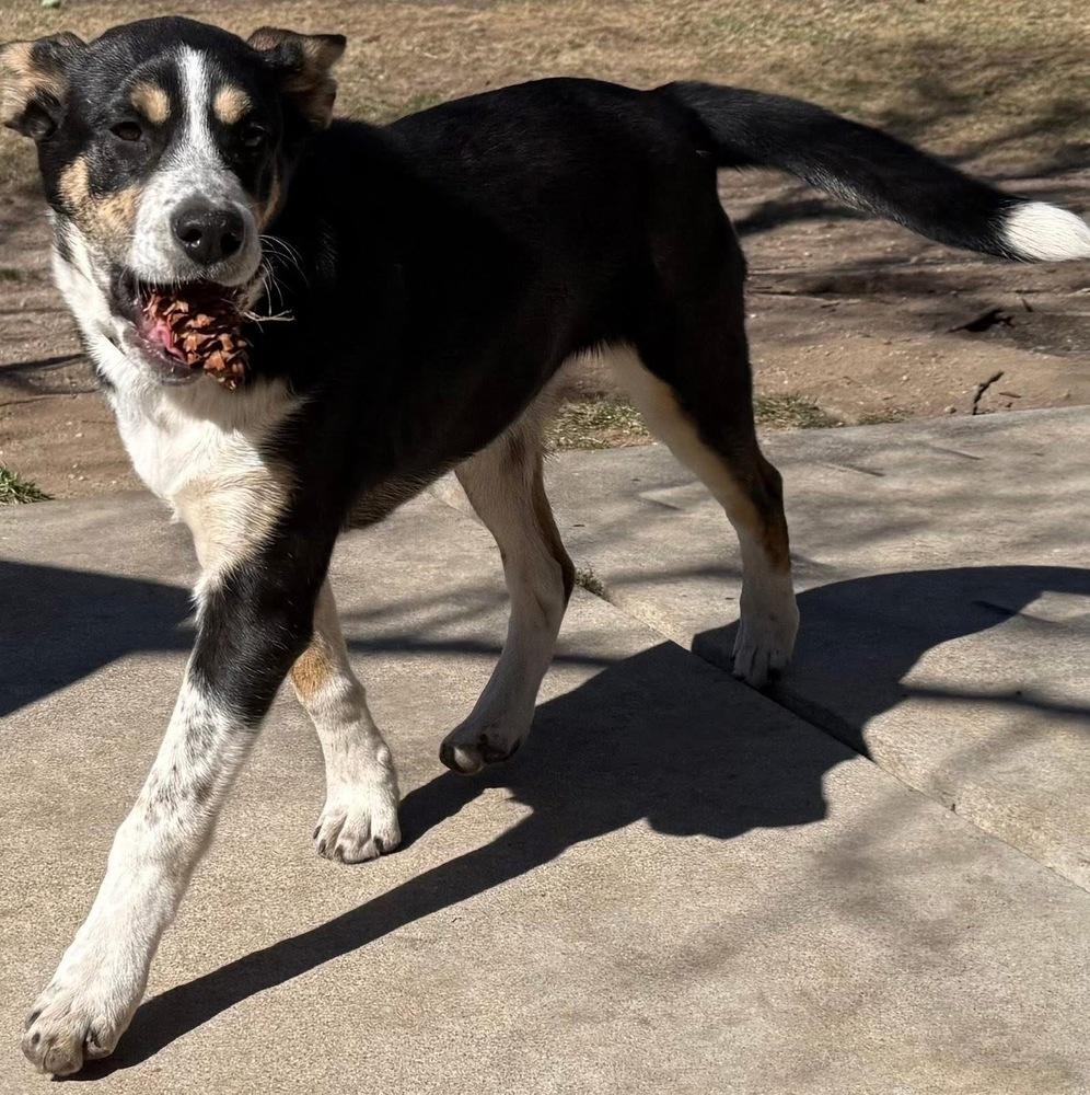 Enlarge Pinecone (Winter), a Adoptable Australian Cattle Dog / Blue Heeler in Colorado Springs, CO image 2/6