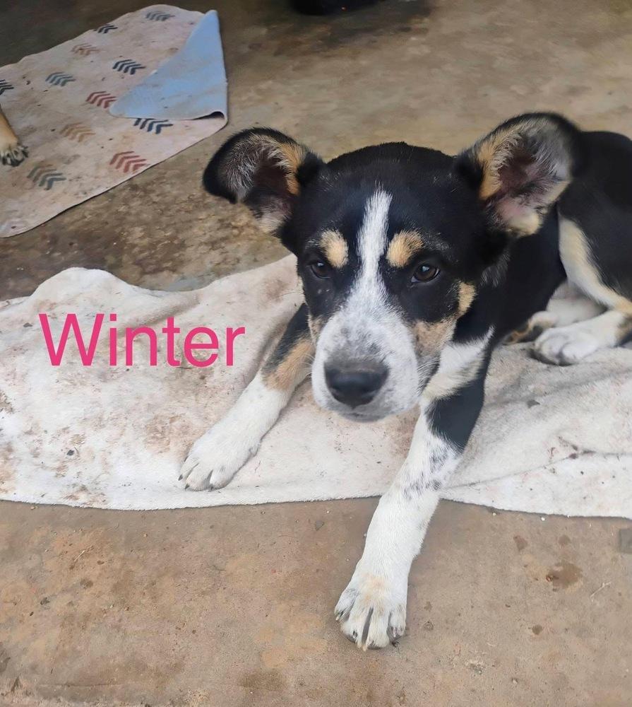 Winter, Adoptable, Puppy Female Australian Cattle Dog / Blue Heeler.
