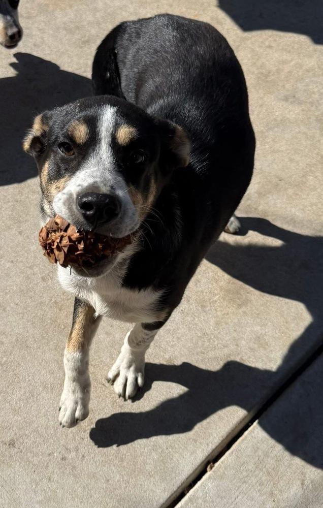Enlarge Pinecone (Winter), a Adoptable Australian Cattle Dog / Blue Heeler in Colorado Springs, CO image 4/6