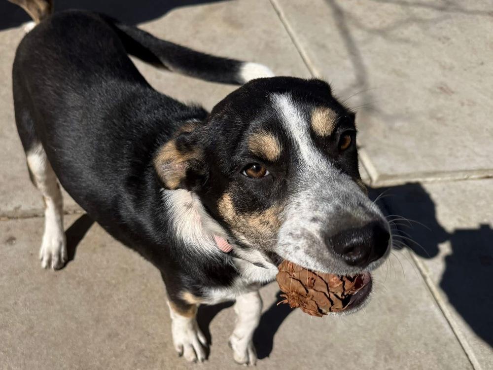 Enlarge Pinecone (Winter), a Adoptable Australian Cattle Dog / Blue Heeler in Colorado Springs, CO image 5/6