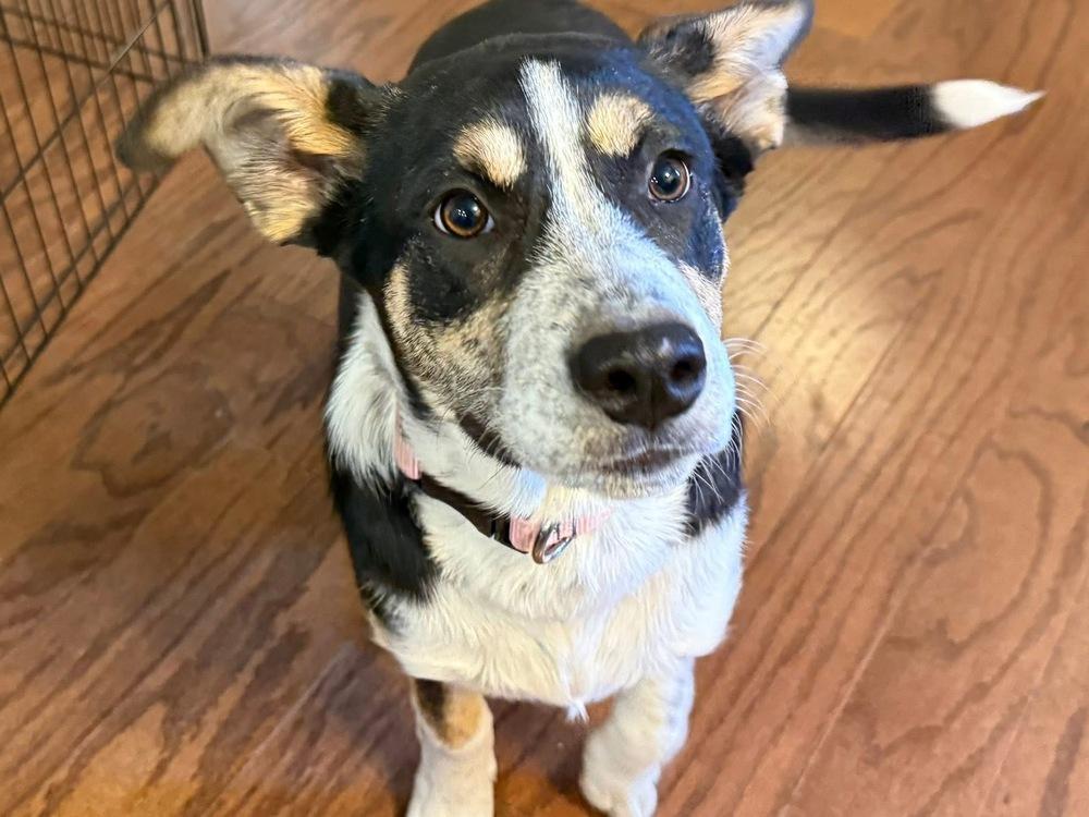 Enlarge Pinecone (Winter), a Adoptable Australian Cattle Dog / Blue Heeler in Colorado Springs, CO image 6/6