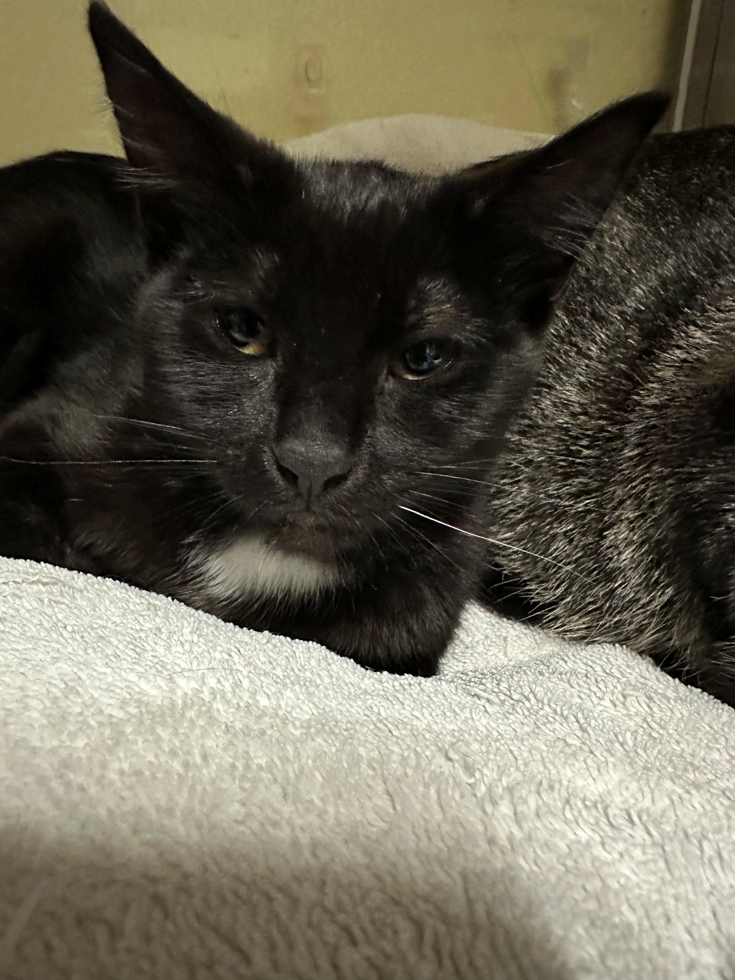 Enlarge Shamrock, an adoptable Domestic Short Hair in Margate, FL image 1/1