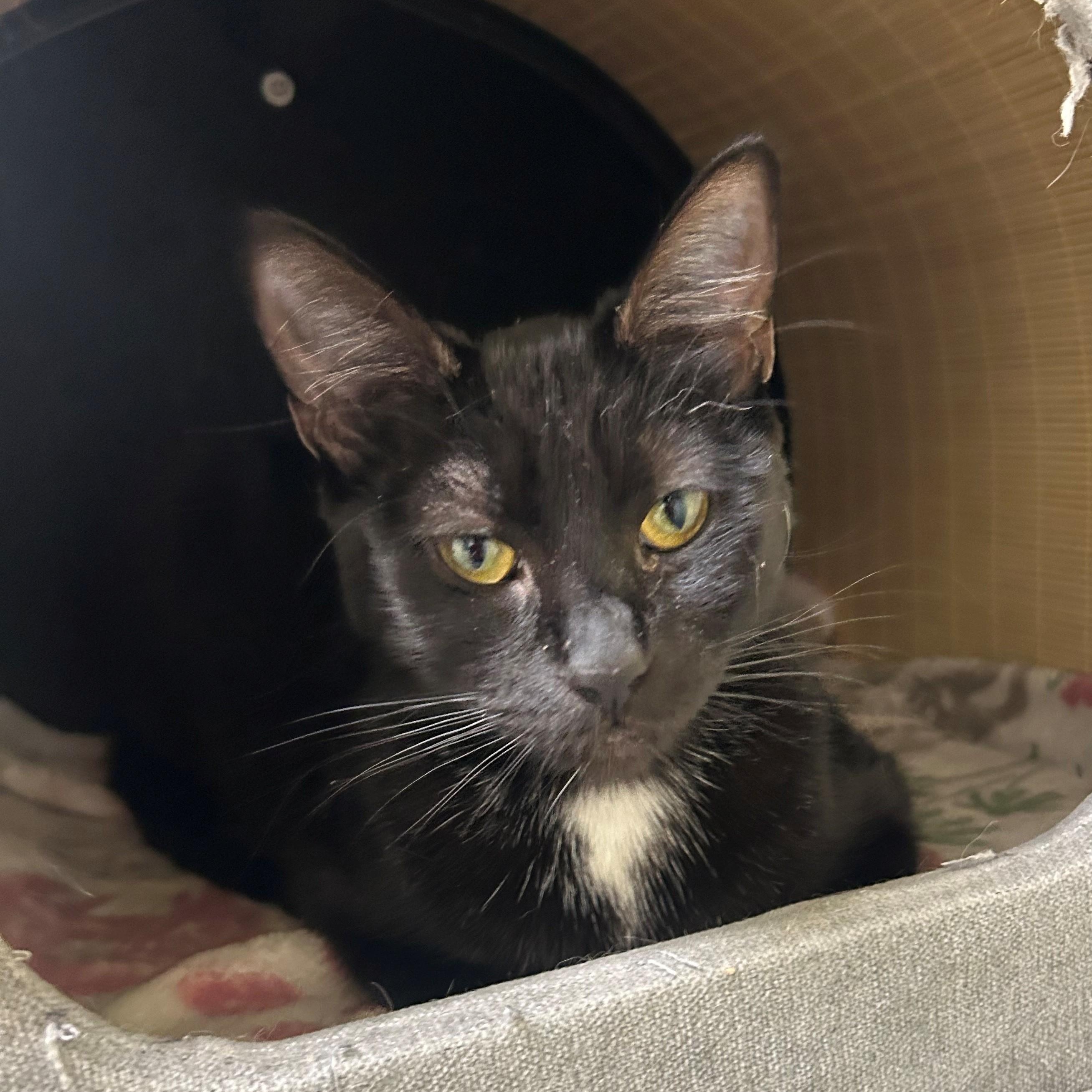 Enlarge Shamrock, an adoptable Domestic Short Hair in Margate, FL image 1/1
