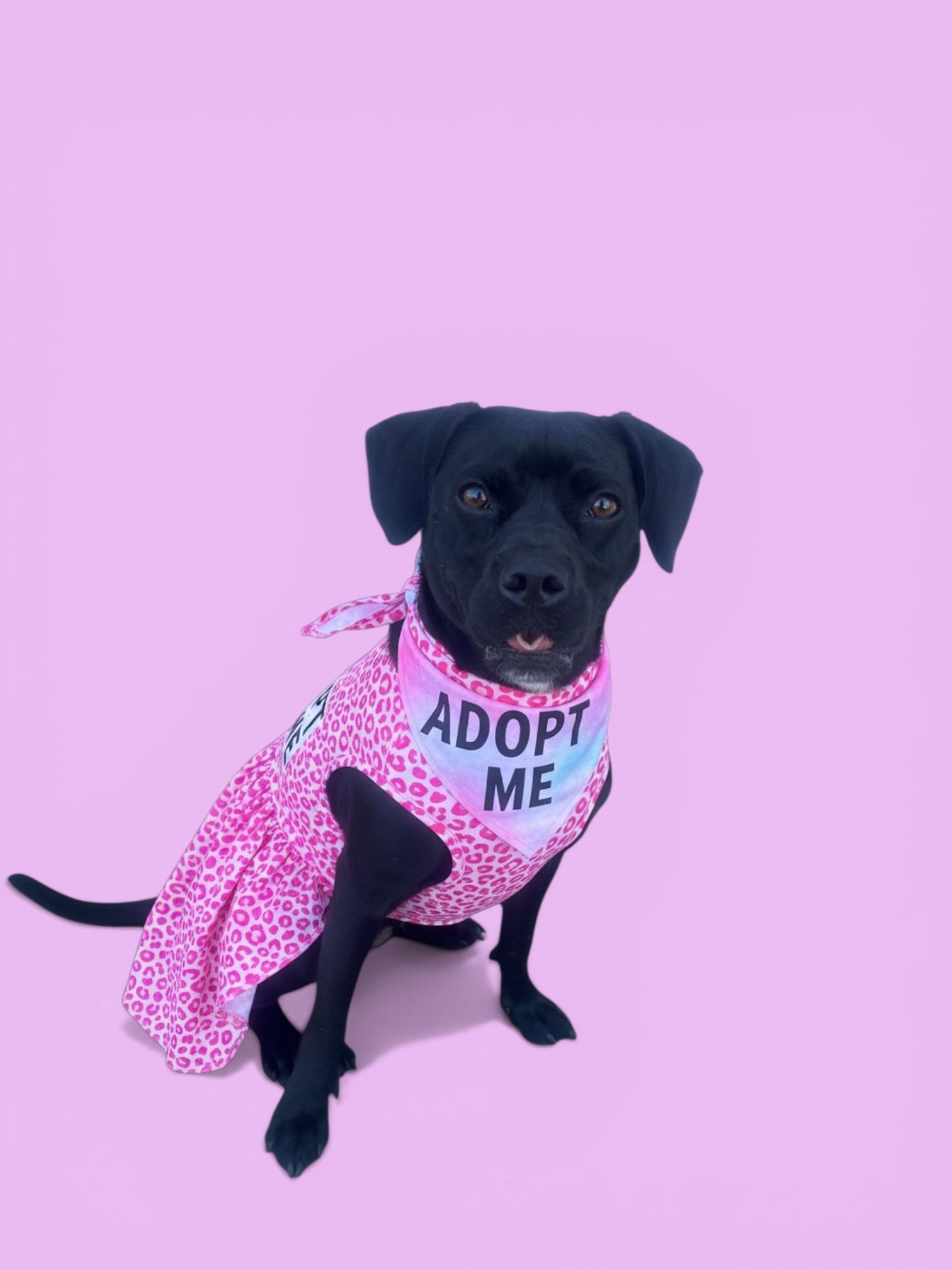 Enlarge Riley-ADOPT Me!!, a ADOPTABLE mixed breed in Redondo Beach, CA image 6/6