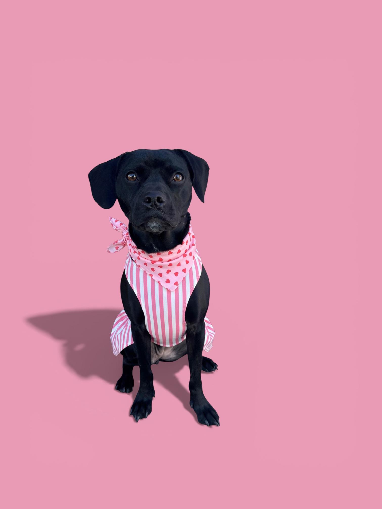 Enlarge Riley-ADOPT Me!!, a ADOPTABLE mixed breed in Redondo Beach, CA image 6/6