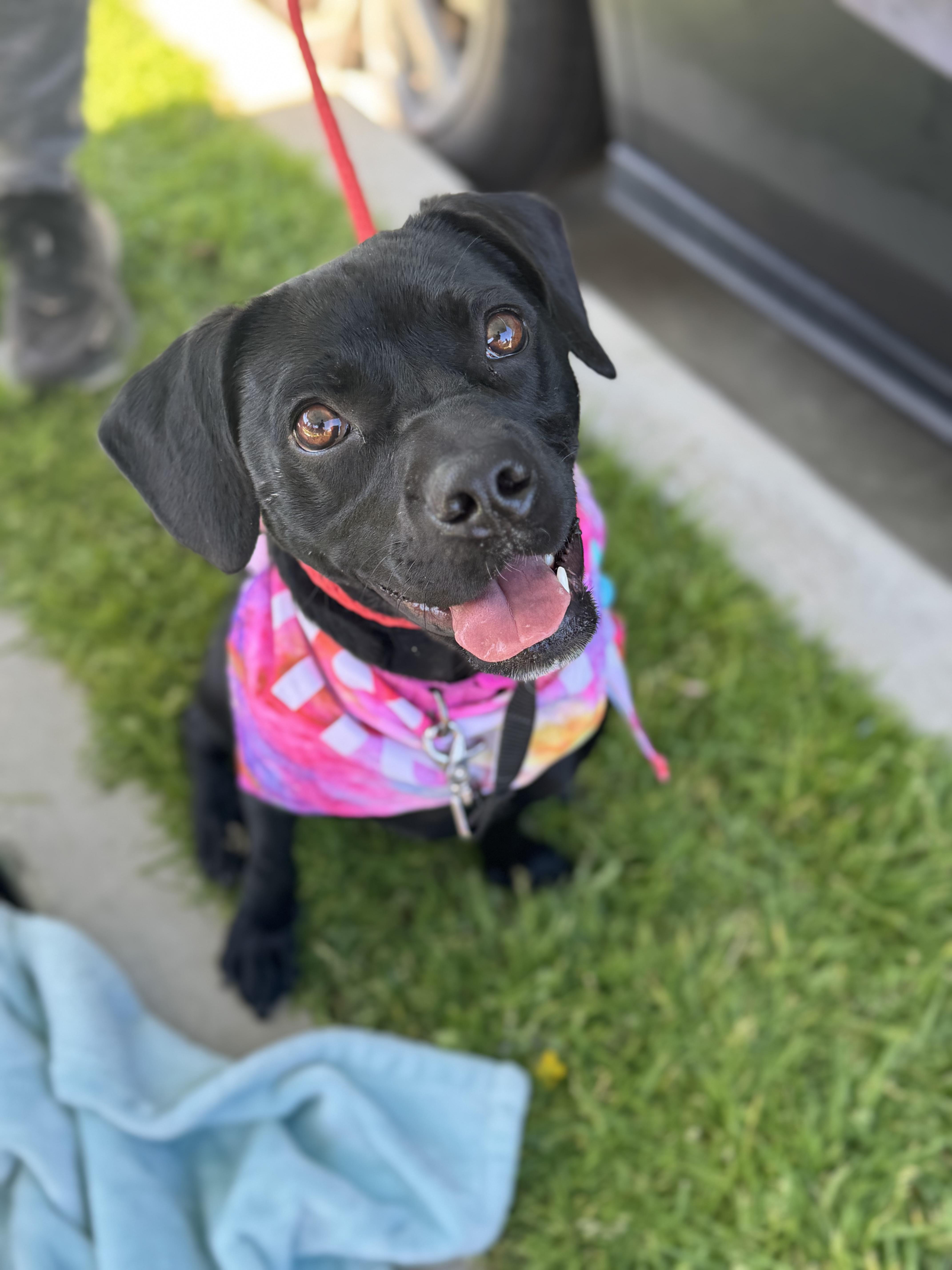 Enlarge Riley-ADOPT Me!!, a ADOPTABLE mixed breed in Redondo Beach, CA image 4/6