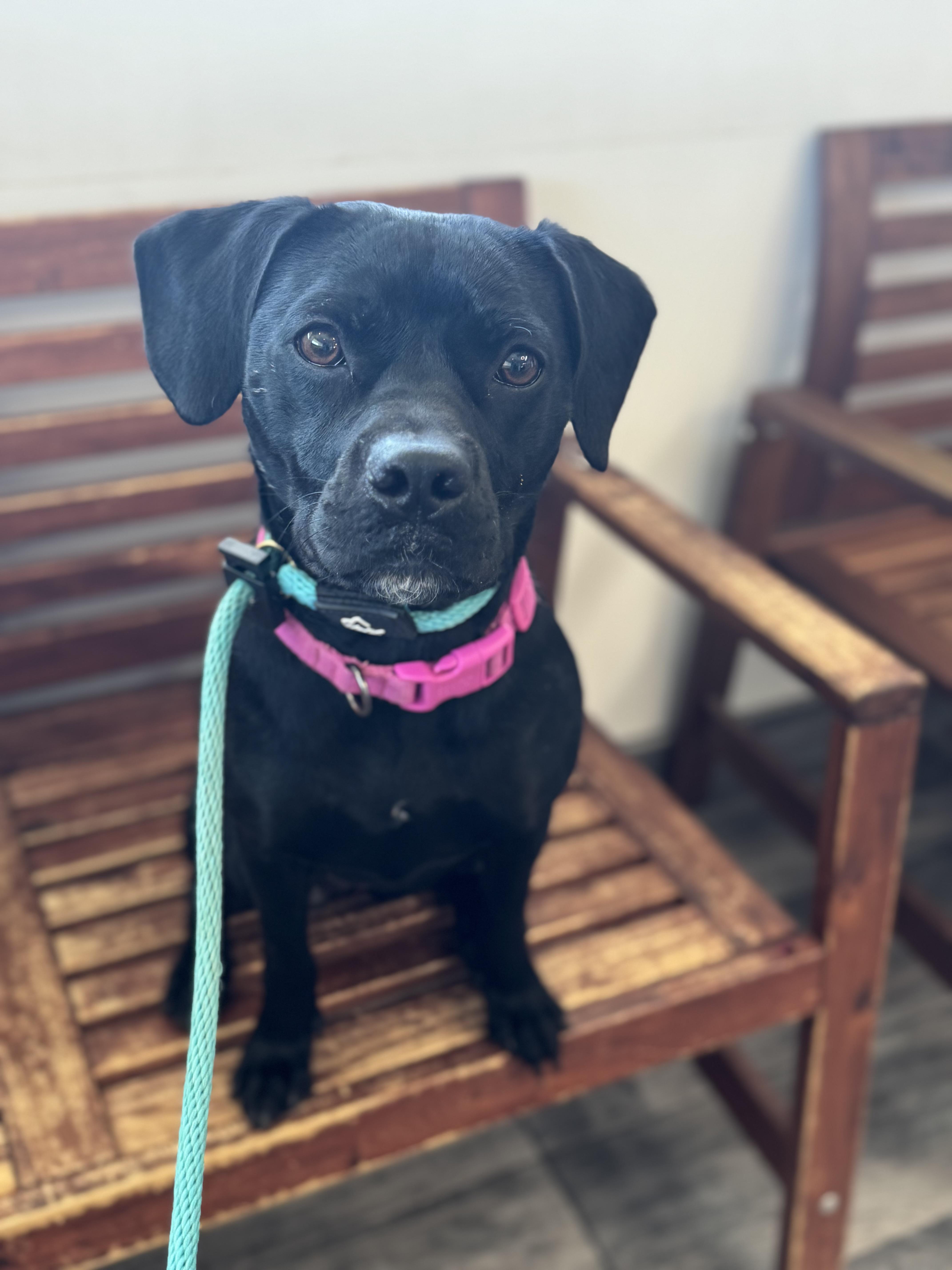 Enlarge Riley-ADOPT Me!!, a ADOPTABLE mixed breed in Redondo Beach, CA image 1/6