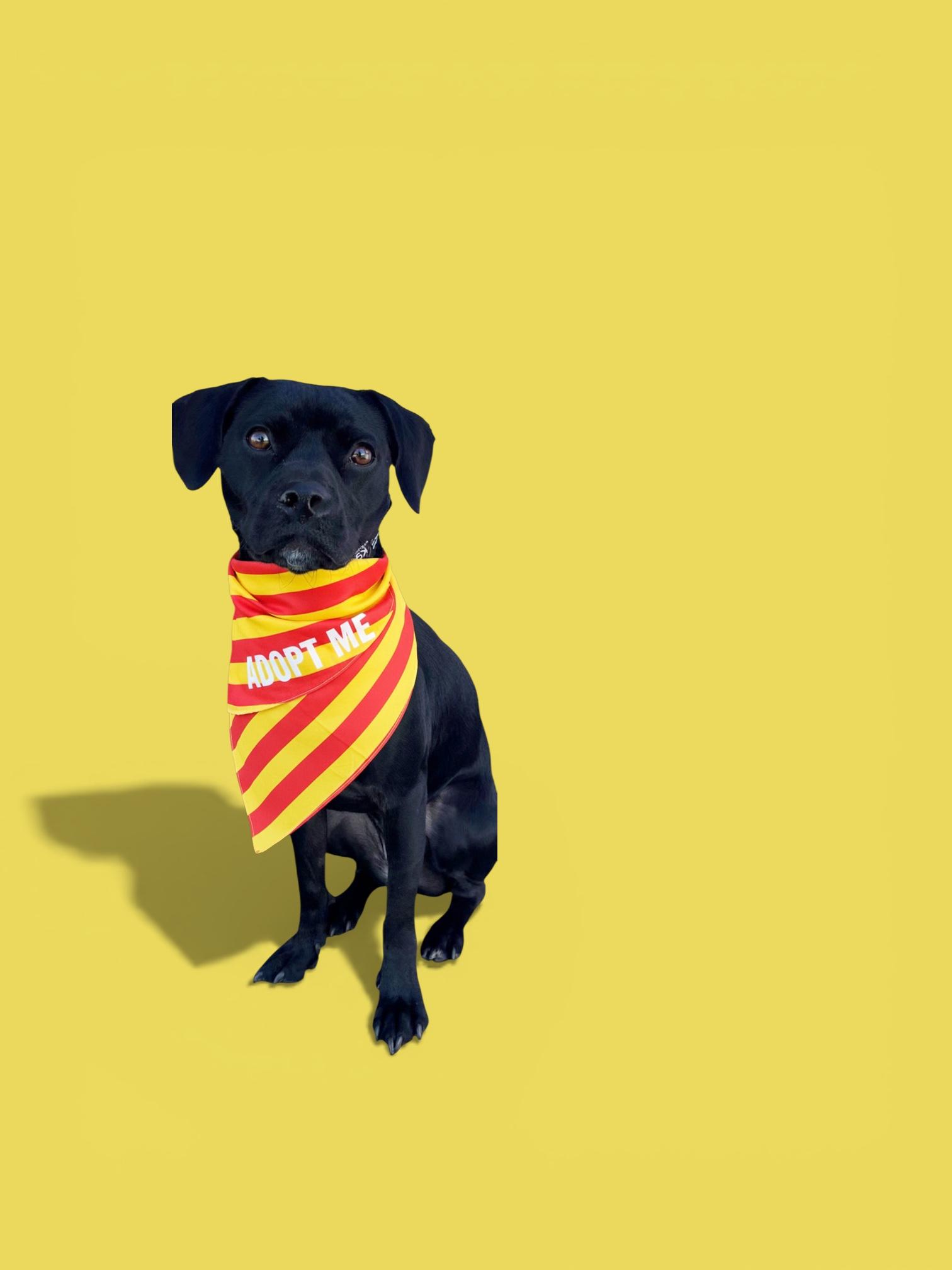 Enlarge Riley-ADOPT Me!!, a ADOPTABLE mixed breed in Redondo Beach, CA image 3/6