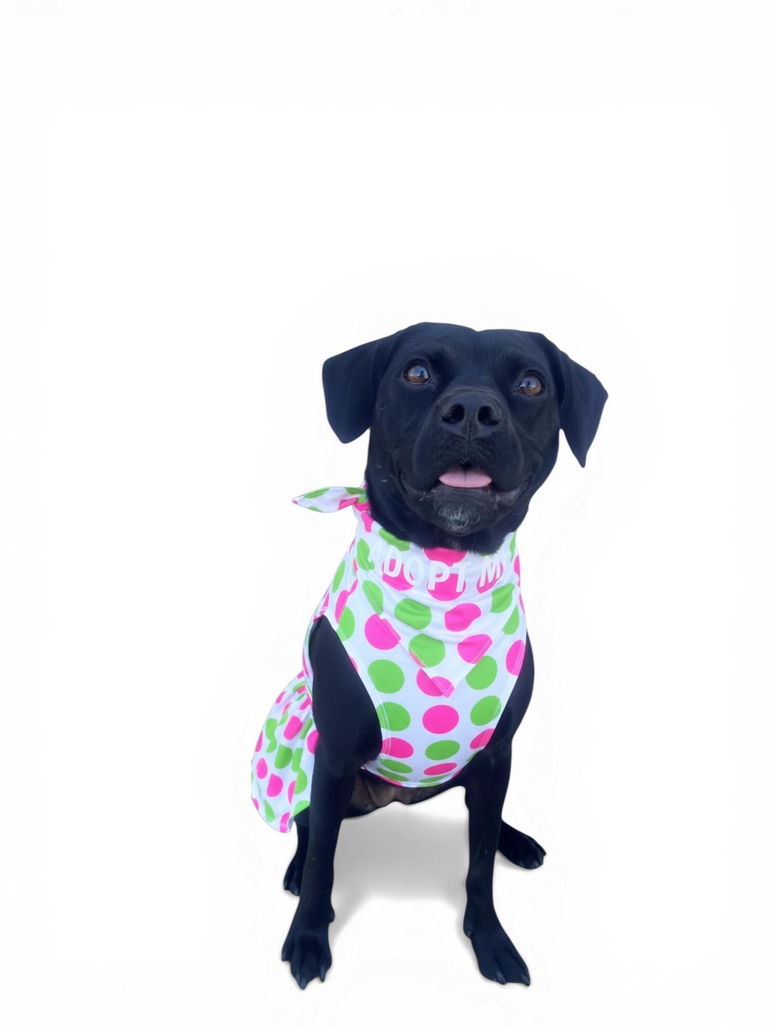 Enlarge Riley-ADOPT Me!!, a ADOPTABLE mixed breed in Redondo Beach, CA image 5/6