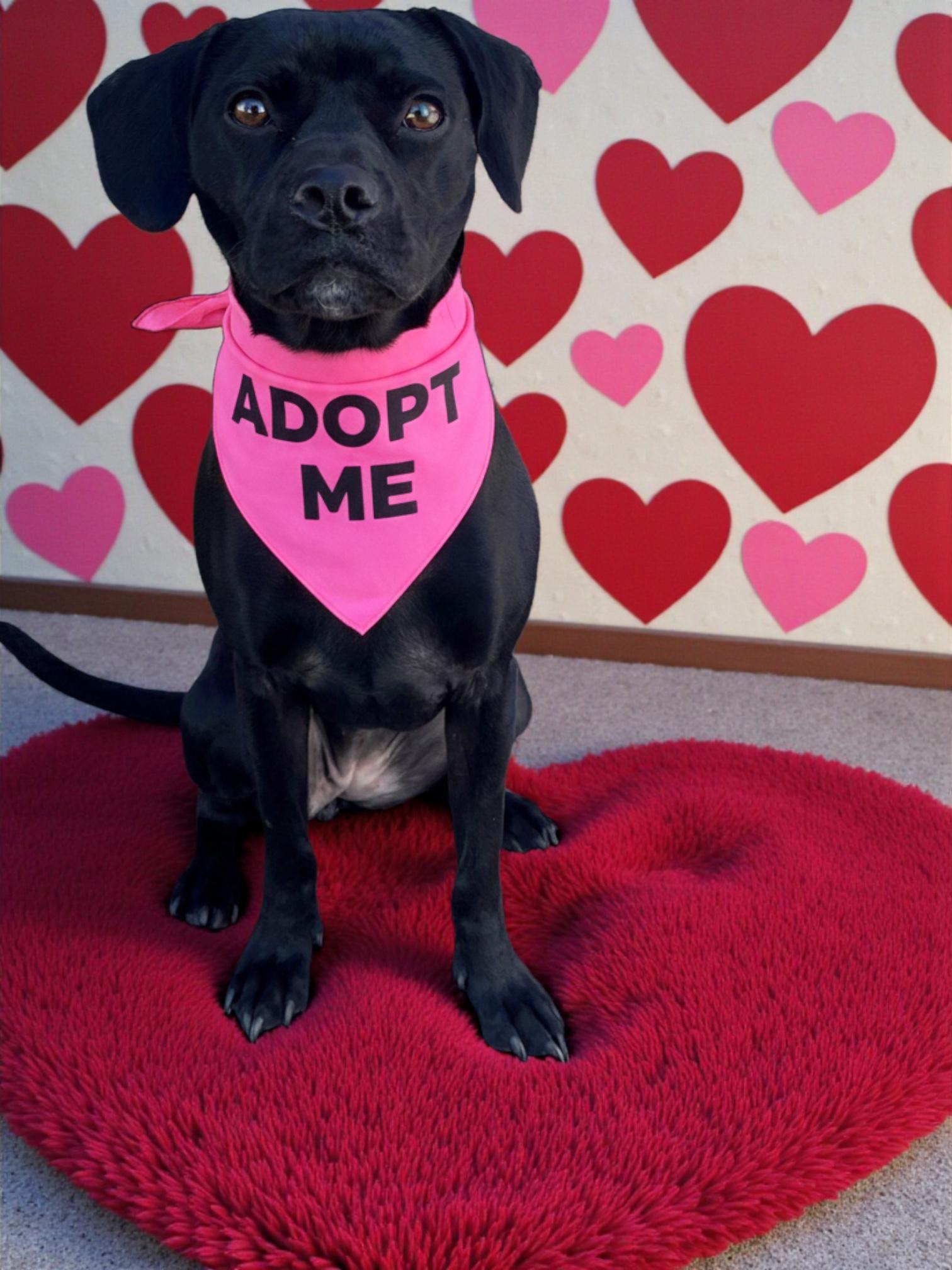 Enlarge Riley-ADOPT Me!!, a ADOPTABLE mixed breed in Redondo Beach, CA image 4/6