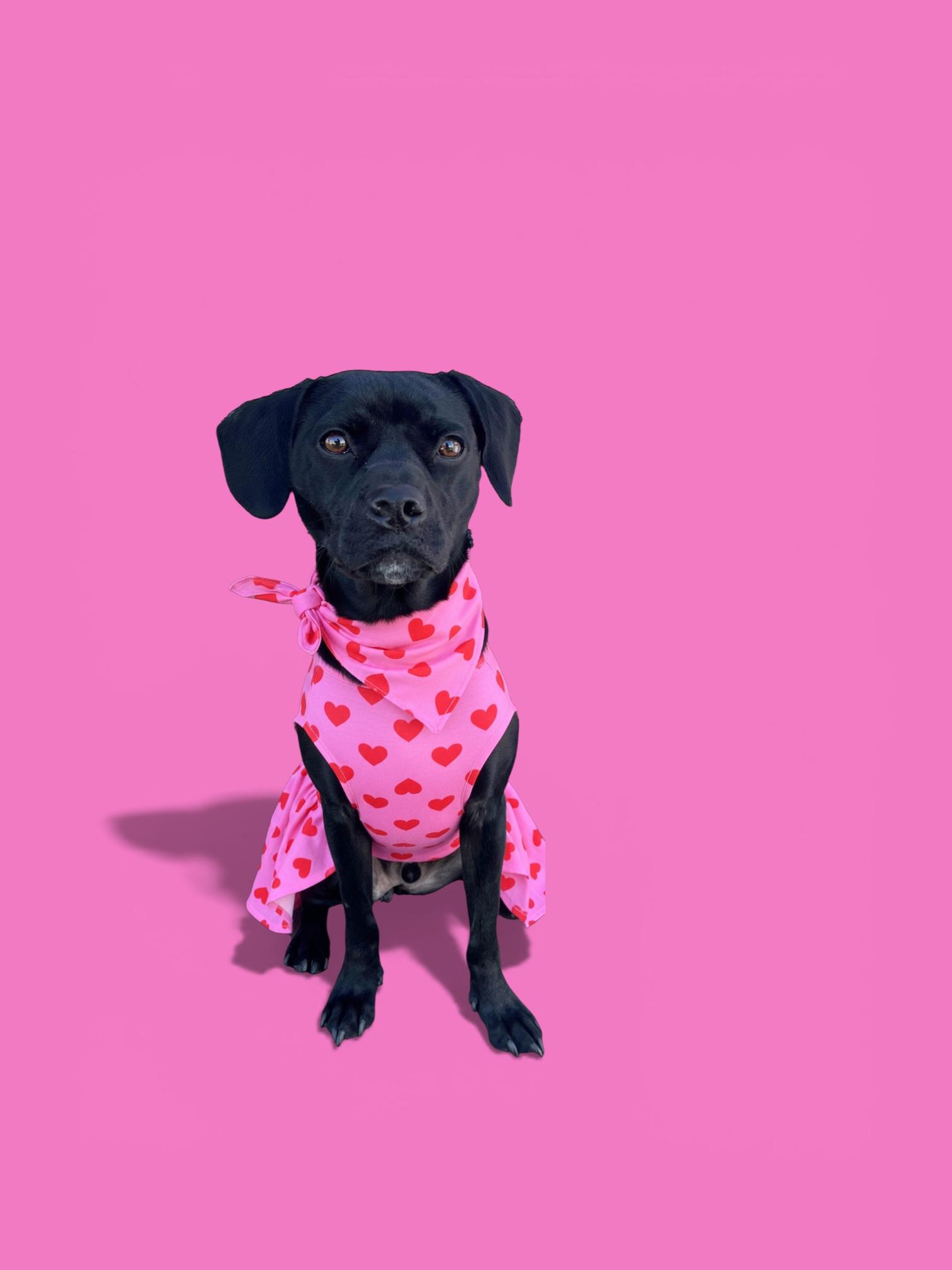 Riley-ADOPT Me!!, ADOPTABLE, Young Female Pug & Boxer.