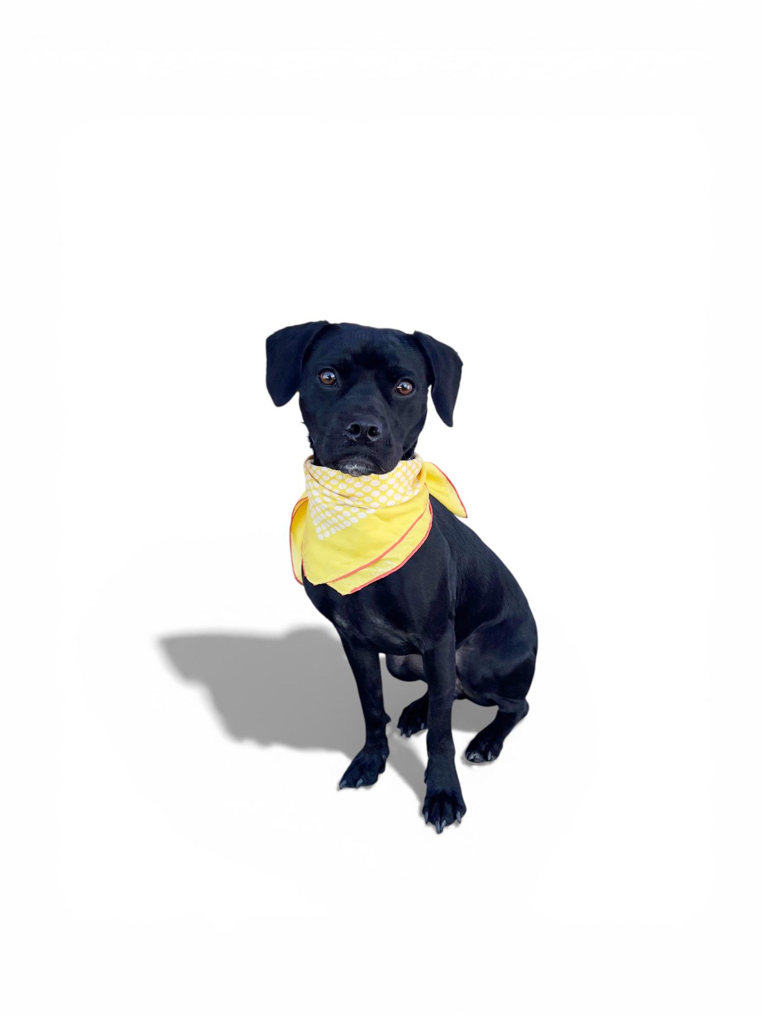 Enlarge Riley-ADOPT Me!!, a ADOPTABLE mixed breed in Redondo Beach, CA image 2/6