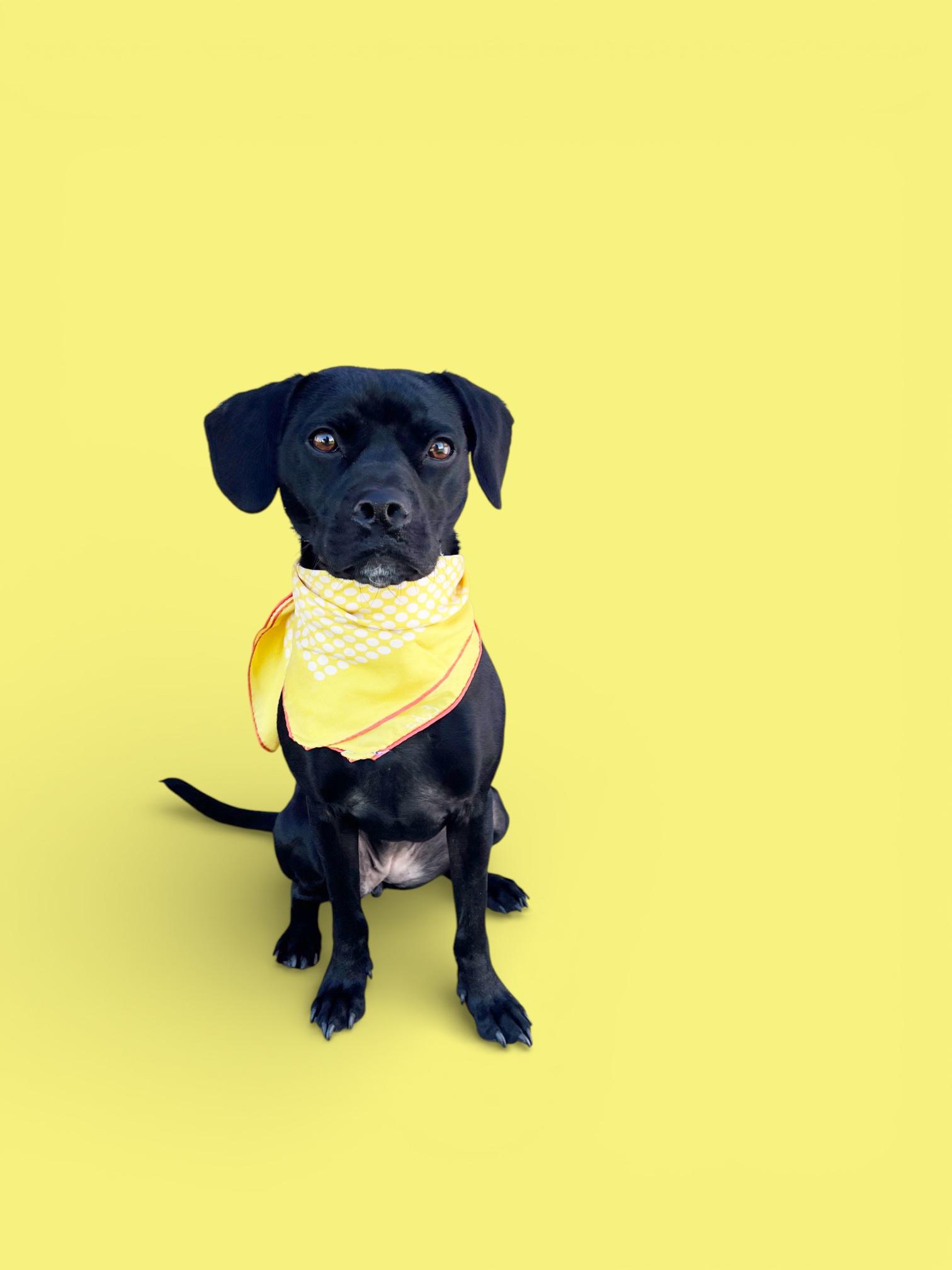 Enlarge Riley-ADOPT Me!!, a ADOPTABLE mixed breed in Redondo Beach, CA image 5/6