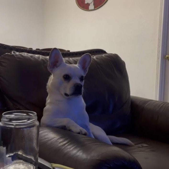 Enlarge Stitch, a ADOPTABLE mixed breed in Tacoma, WA image 2/4