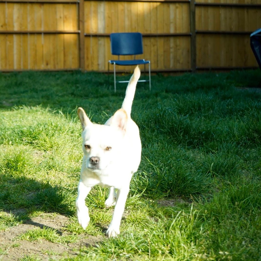 Enlarge Stitch, a ADOPTABLE mixed breed in Tacoma, WA image 4/4