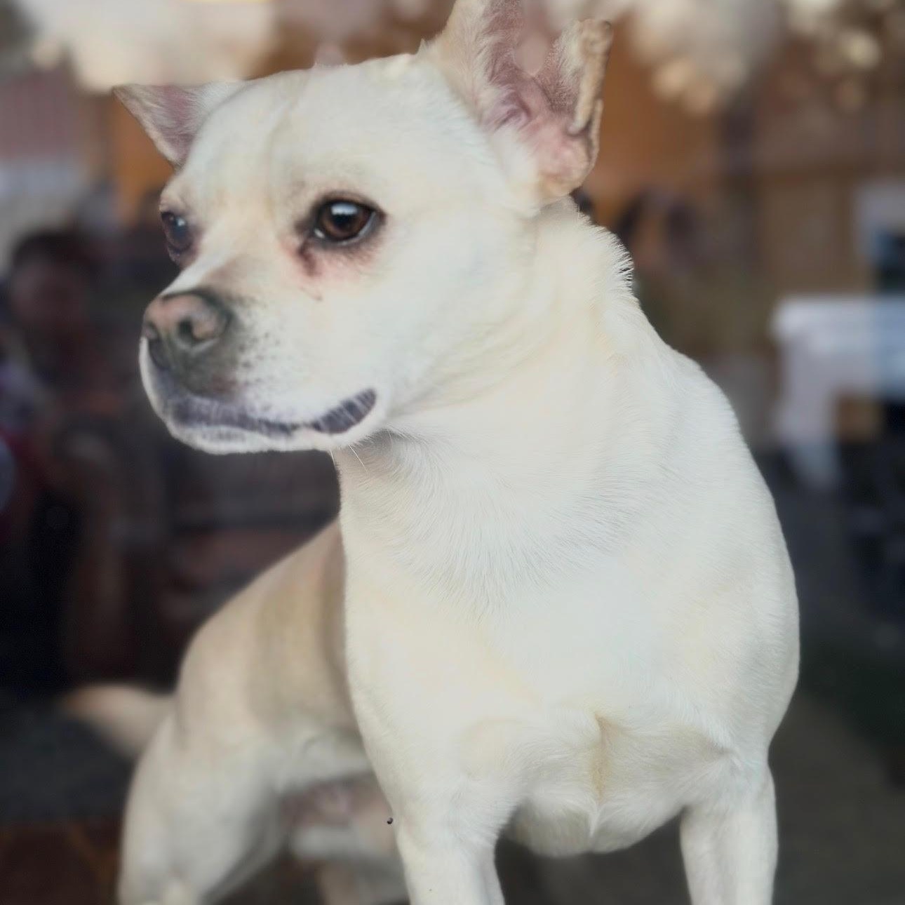 Enlarge Stitch, a ADOPTABLE mixed breed in Tacoma, WA image 3/4