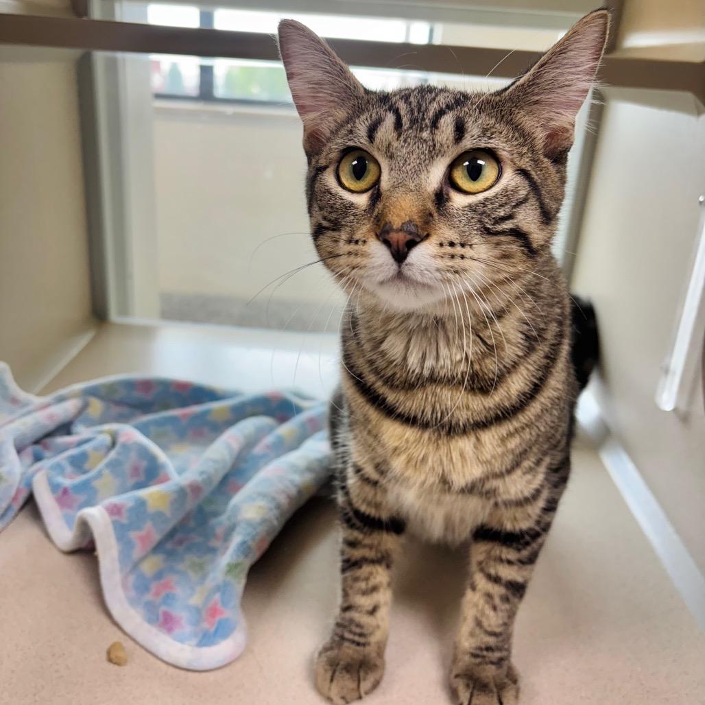 George, Adoptable, Young Male Domestic Short Hair.