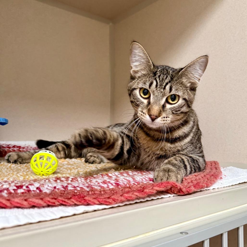 Enlarge George, a Adoptable Domestic Short Hair in Great Falls, MT image 2/2
