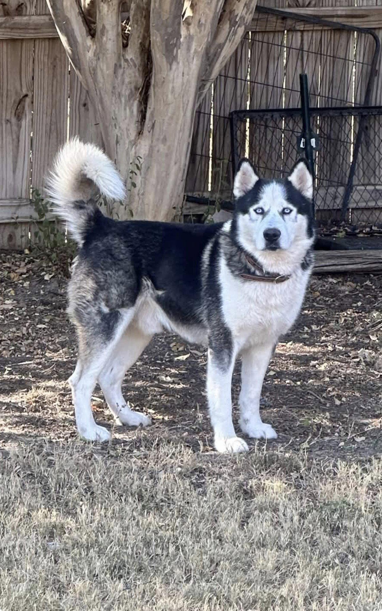 Enlarge Odin, a Adoptable Alaskan Malamute in Fort Worth, TX image 1/3