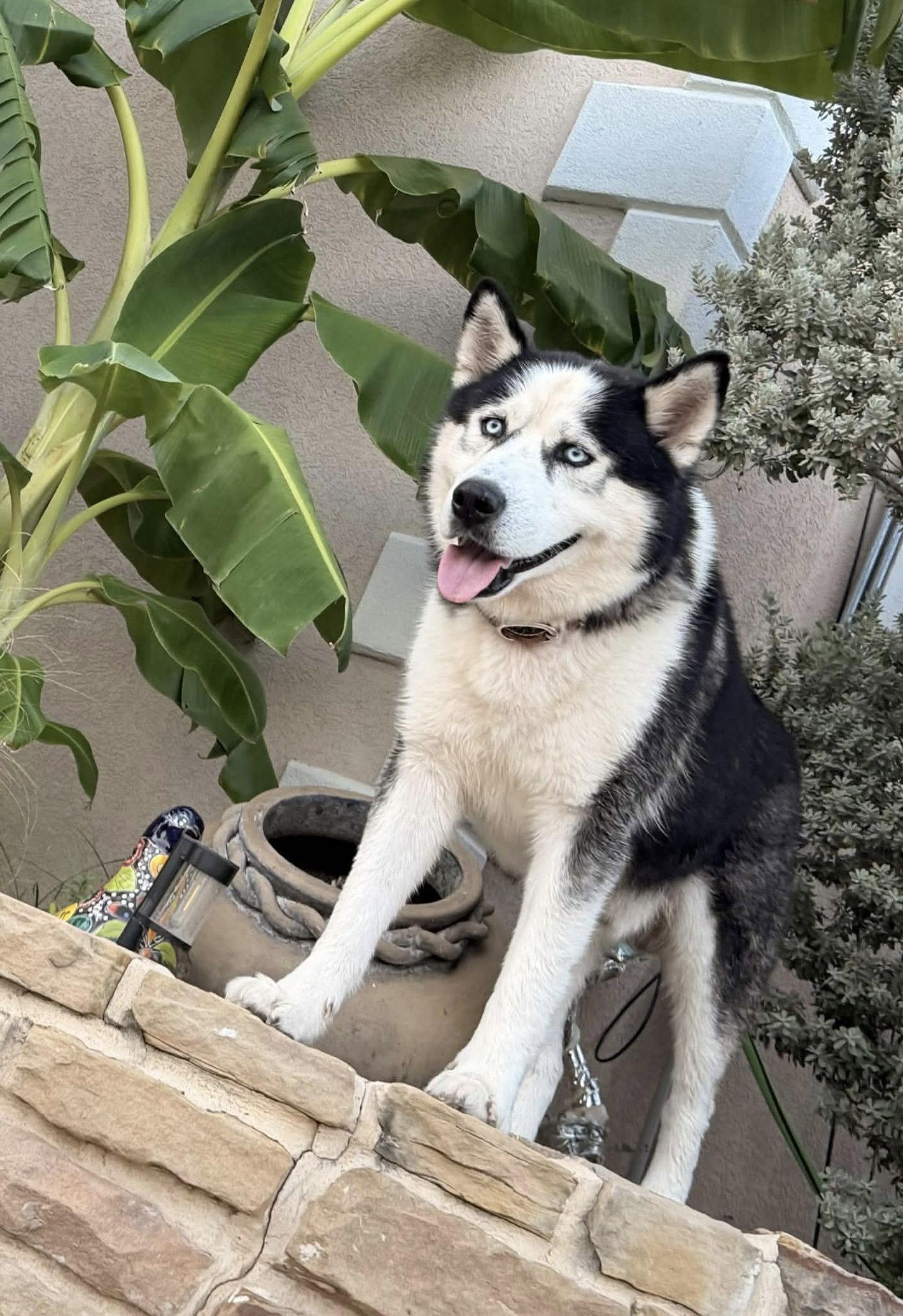Enlarge Odin, a Adoptable Alaskan Malamute in Fort Worth, TX image 2/3