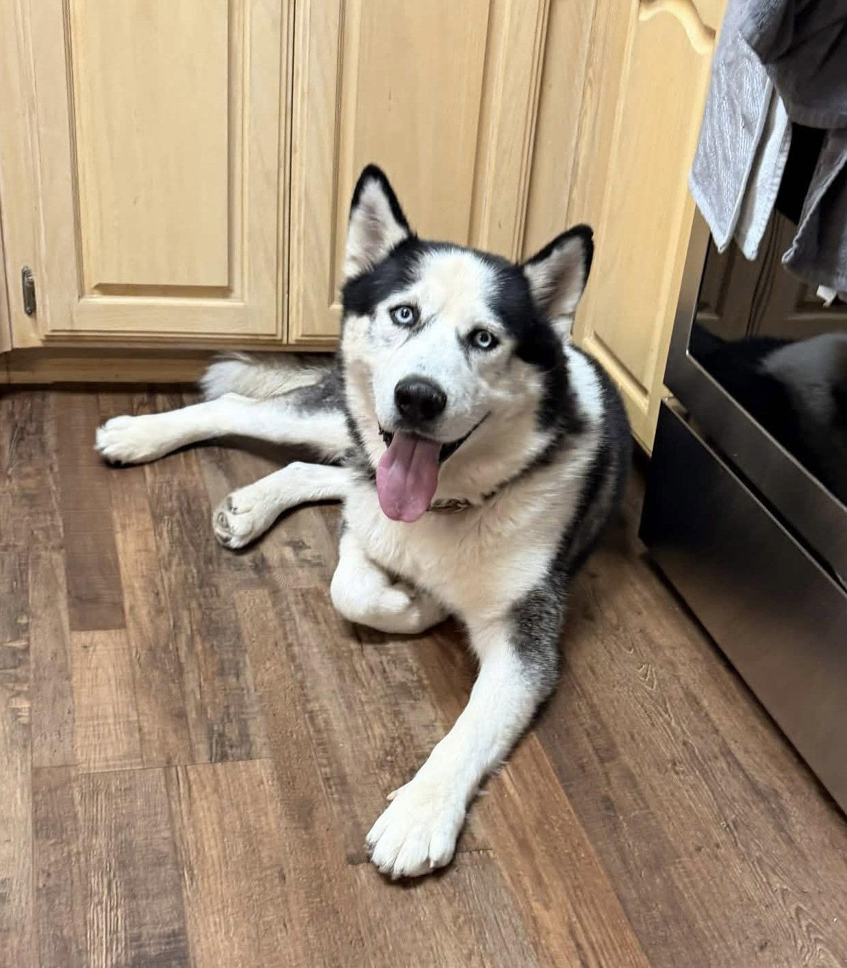 Enlarge Odin, a Adoptable Alaskan Malamute in Fort Worth, TX image 3/3
