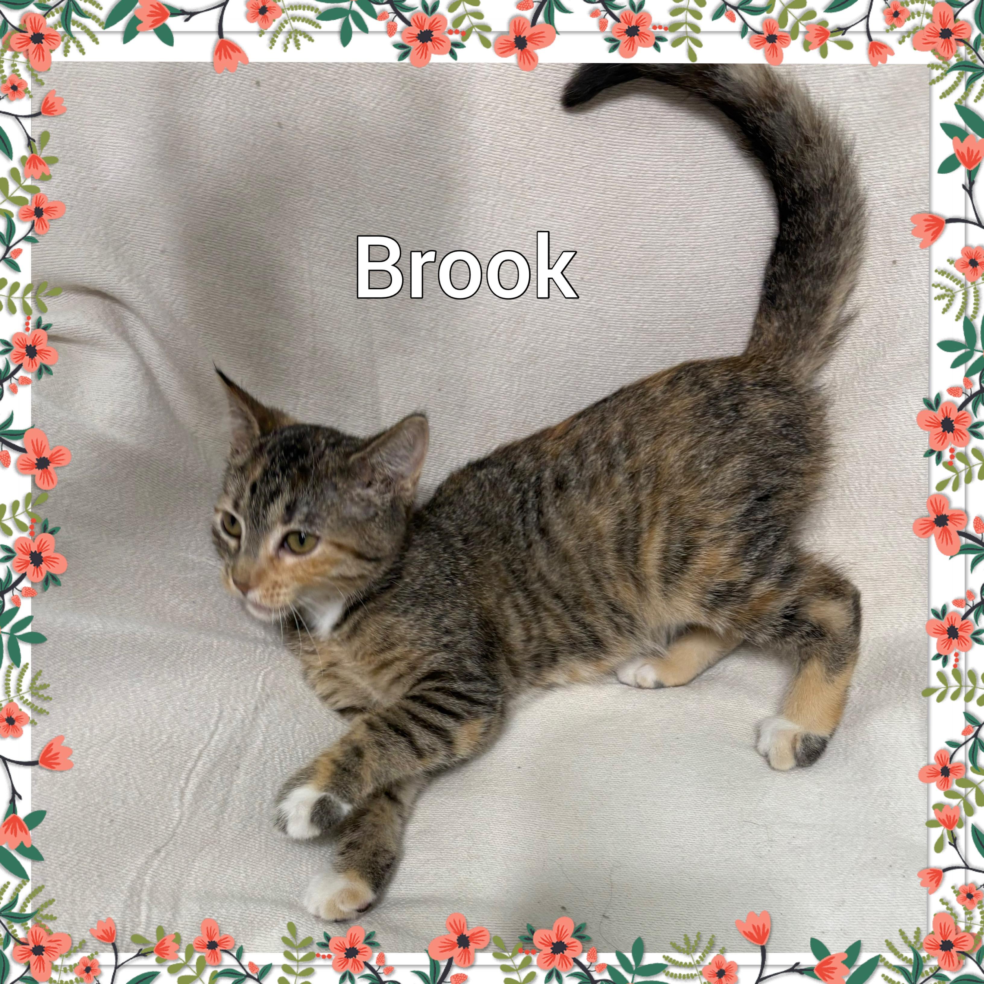 Brook, Young Female Tabby