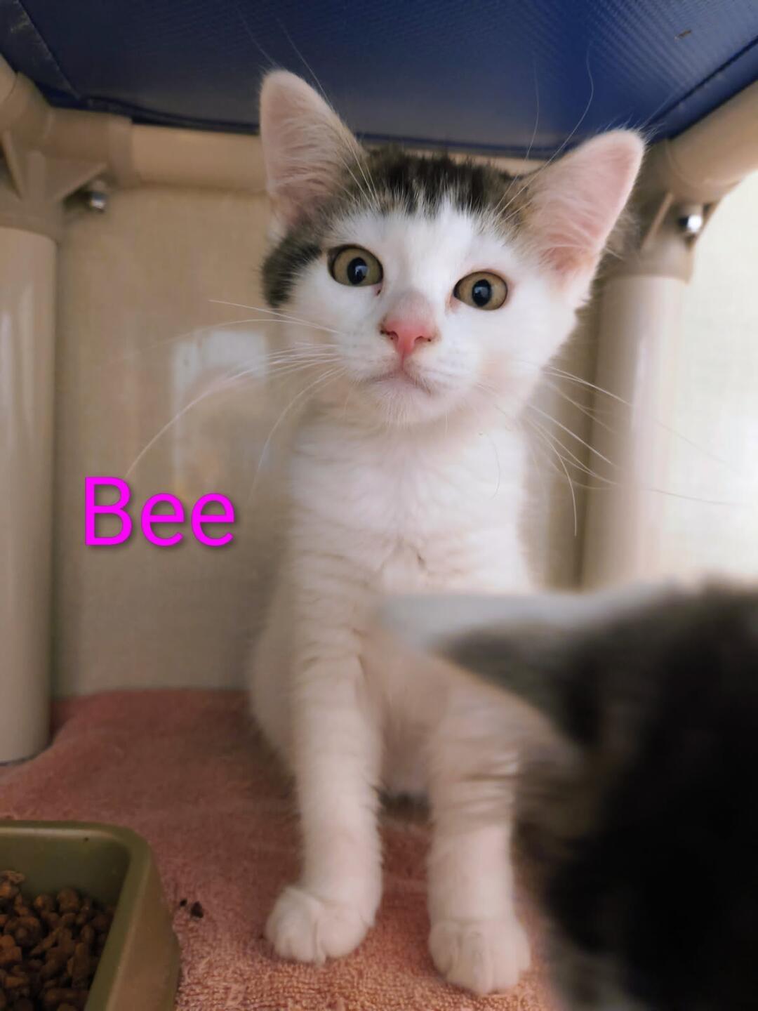 Bee