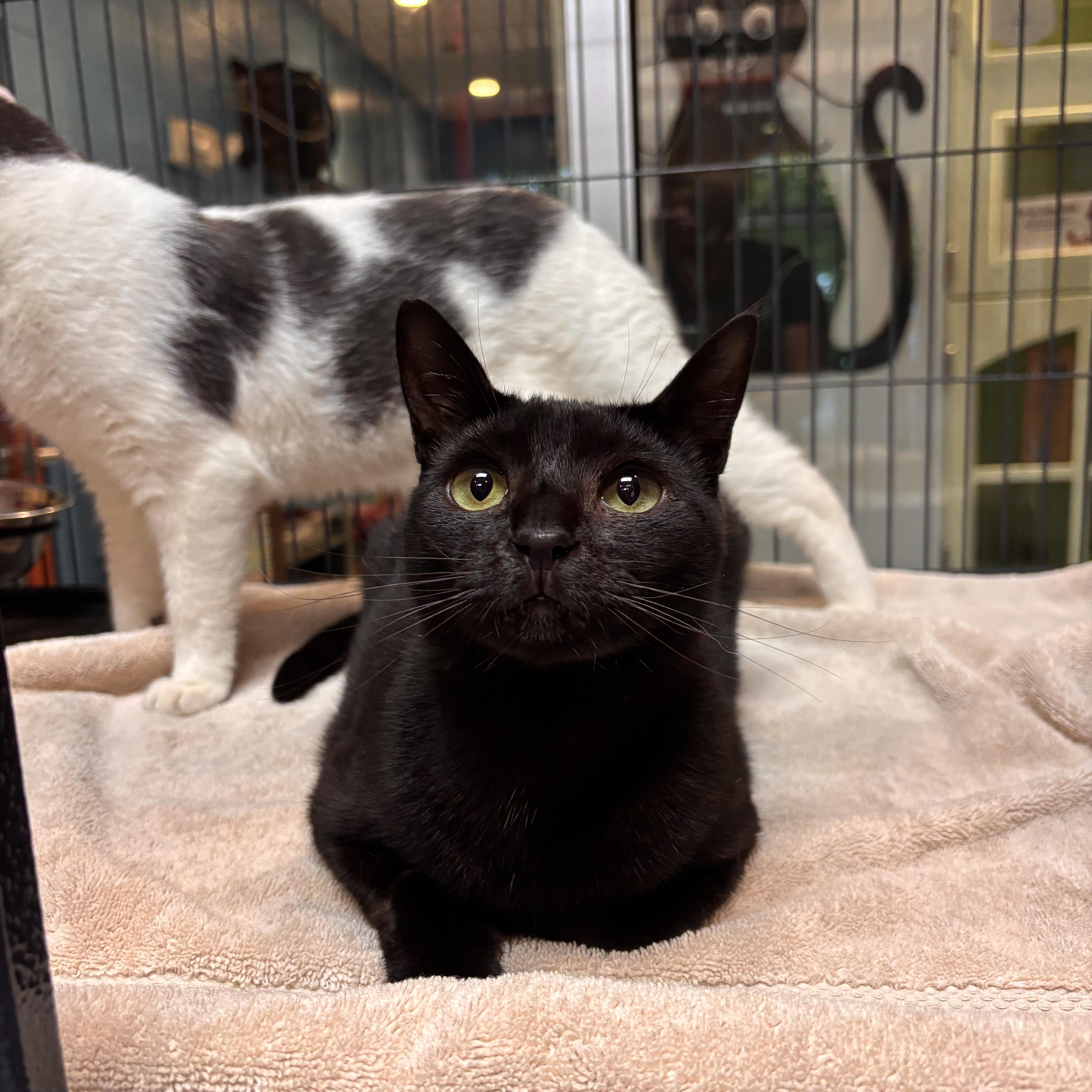 Sasquatch, adoptable, Young Female American Shorthair.