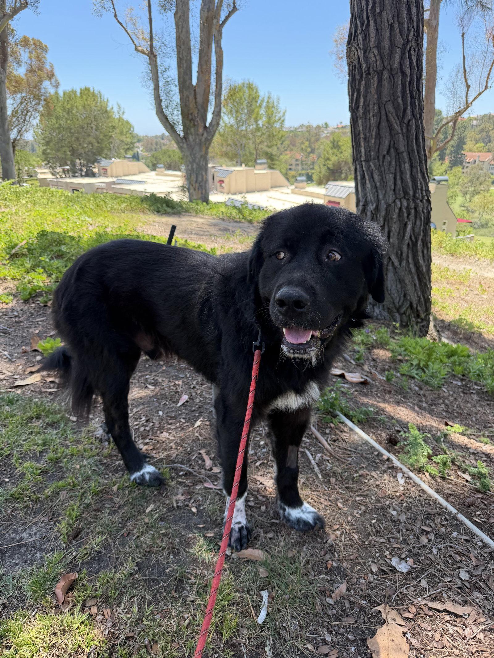 Ben, Adoptable, Young Male Newfoundland Dog.