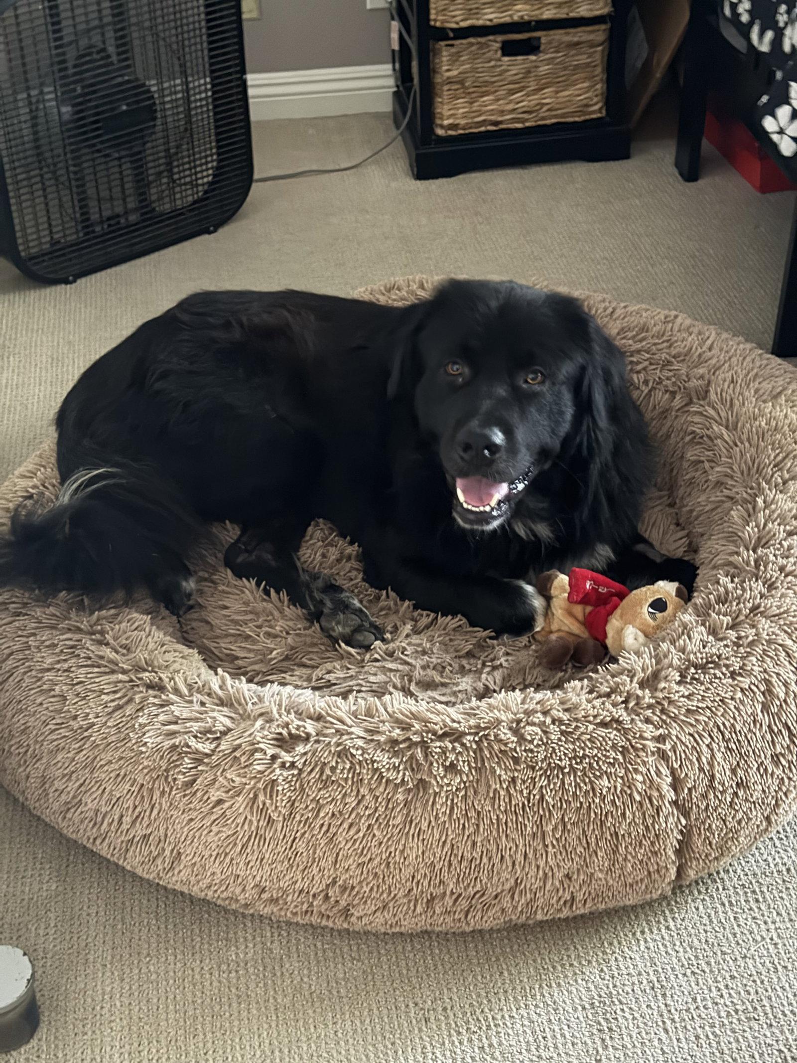 Ben, a Adoptable Newfoundland Dog in Orange, CA image 2/3