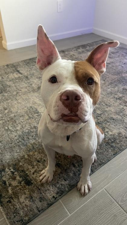 Big Dog Butters, Adoptable, Adult Male American Bully & French Bulldog.