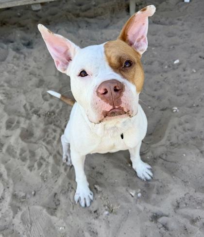 Enlarge Big Dog Butters, a Adoptable mixed breed in Inverness, FL image 3/3