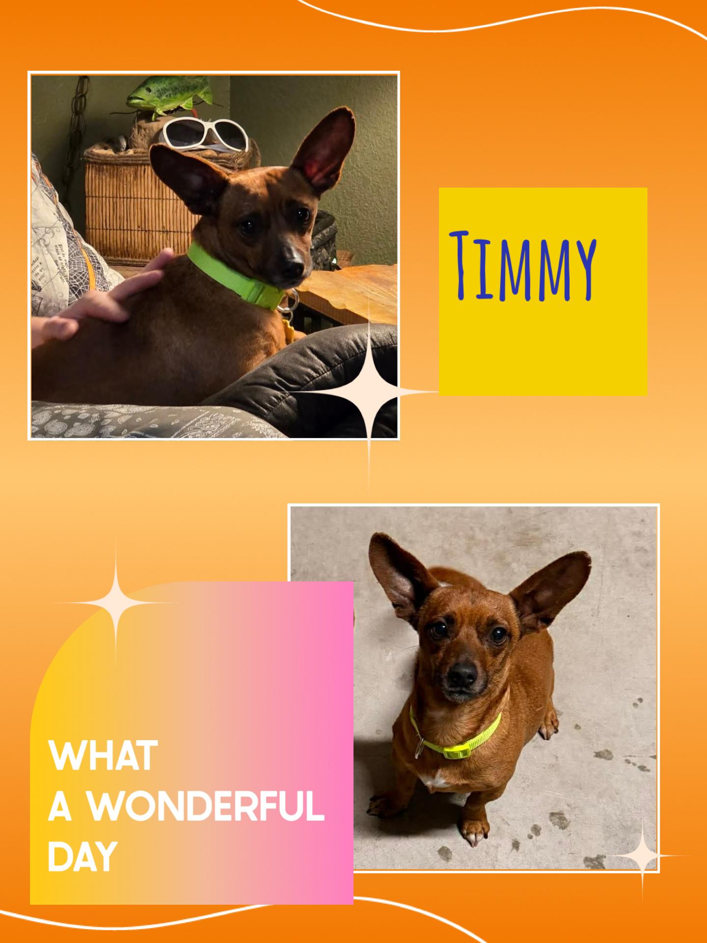 Timmy, ADOPTABLE, Adult Male Chihuahua.