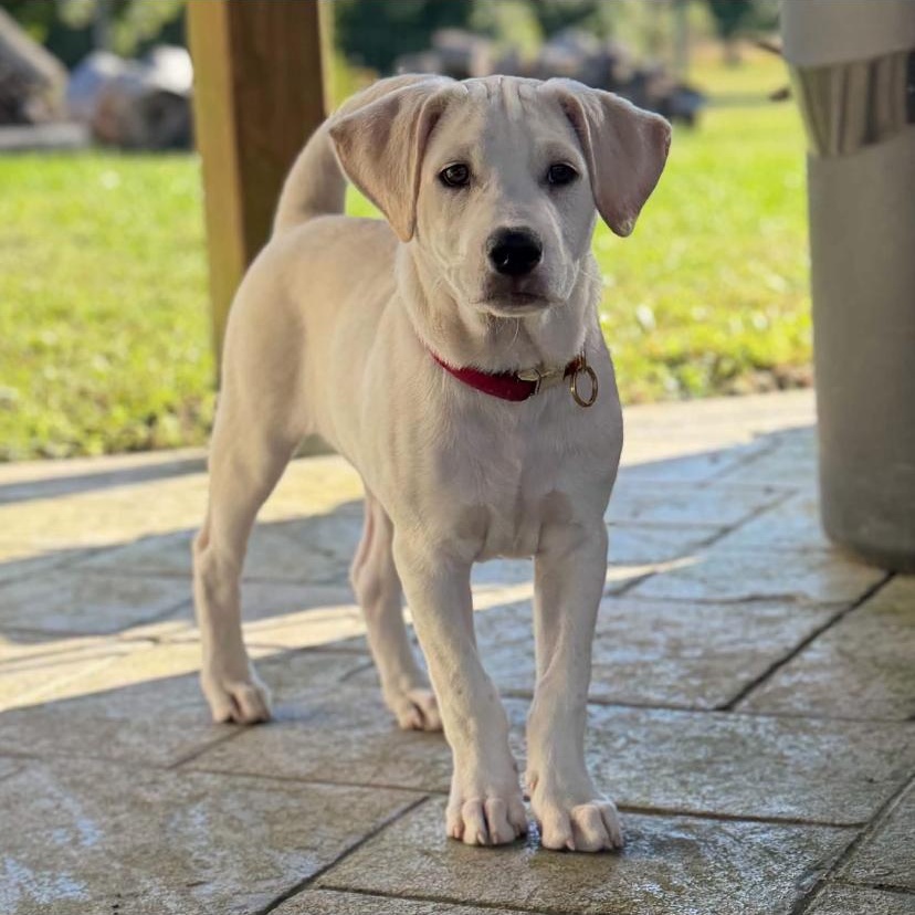 Enlarge Goose, a Adoptable mixed breed in Philadelphia, PA image 2/6
