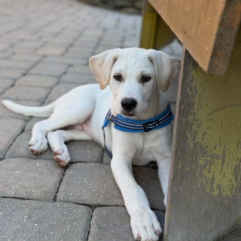 Goose, Adoptable, Puppy Male Labrador Retriever & Pit Bull Terrier.
