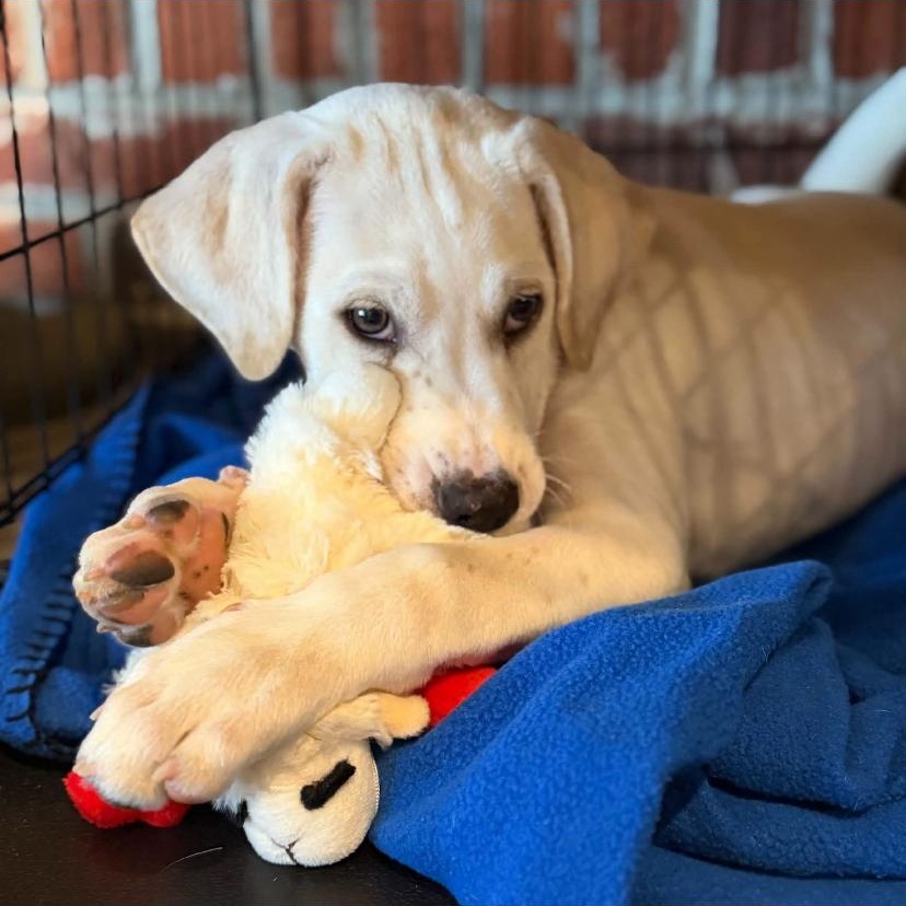 Enlarge Goose, a Adoptable mixed breed in Philadelphia, PA image 6/6