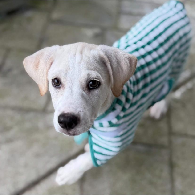 Enlarge Goose, a Adoptable mixed breed in Philadelphia, PA image 3/6