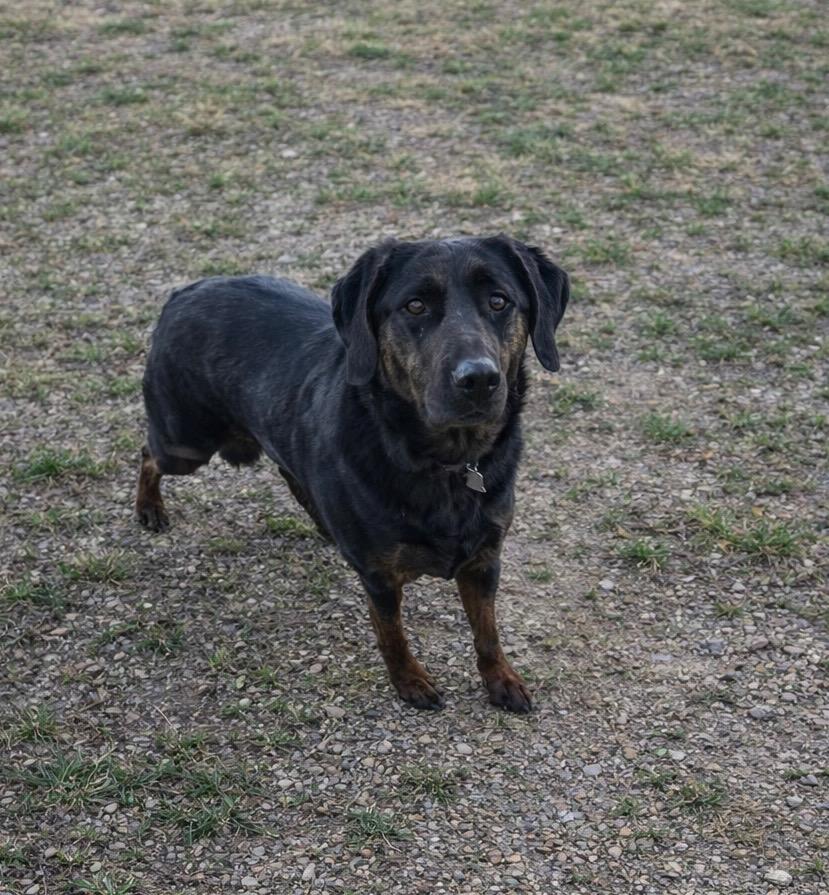 Enlarge Lady, a ADOPTABLE mixed breed in Momence, IL image 1/1
