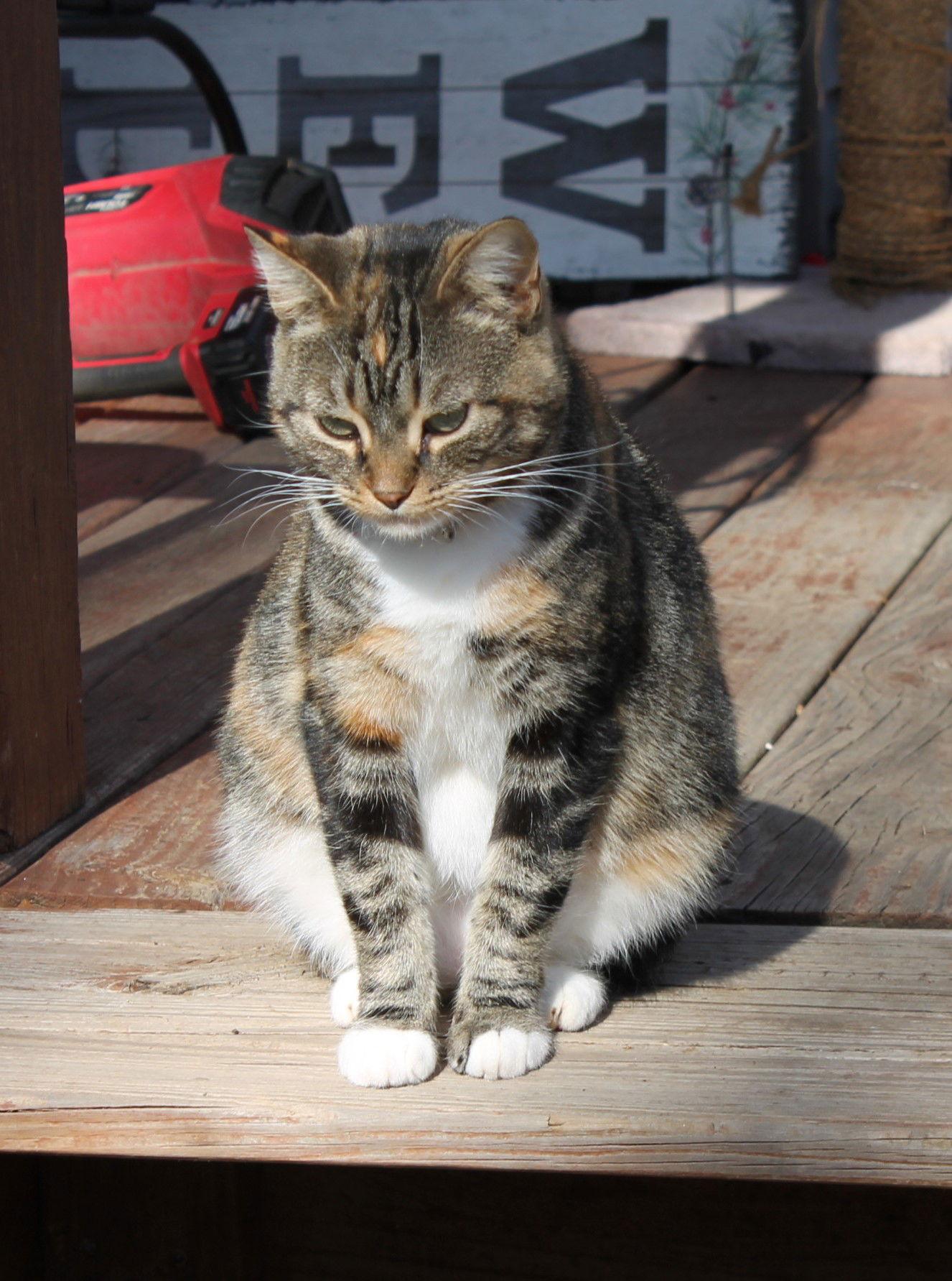 KitKat, Adoptable, Adult Female American Shorthair.