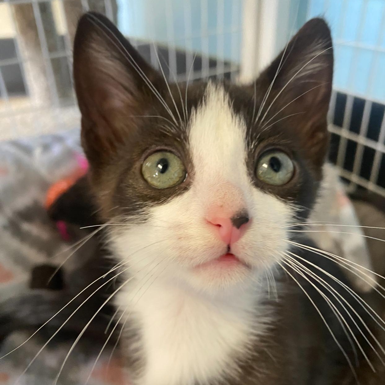 Casey, Baby Male Domestic Short Hair
