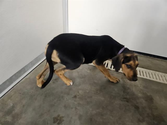 Enlarge SHELBY, a Adoptable mixed breed in Panama City, FL image 1/1