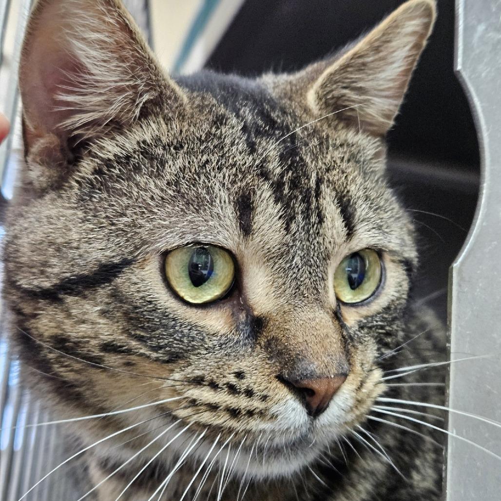 Enlarge Martin, a Adoptable Domestic Short Hair in Tawas City, MI image 1/1