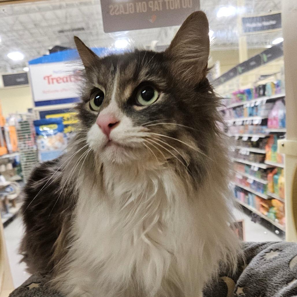 Enlarge Whiskers, a Adoptable Domestic Long Hair in Las Vegas, NV image 1/1