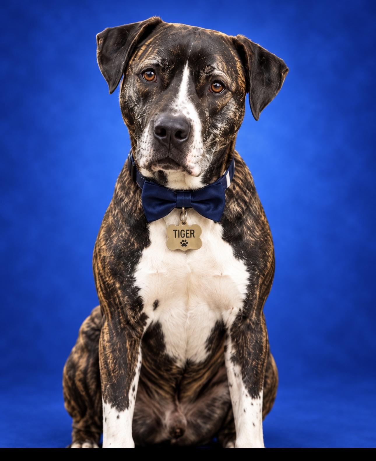 Tiger, Adoptable, Adult Male American Staffordshire Terrier & Labrador Retriever.