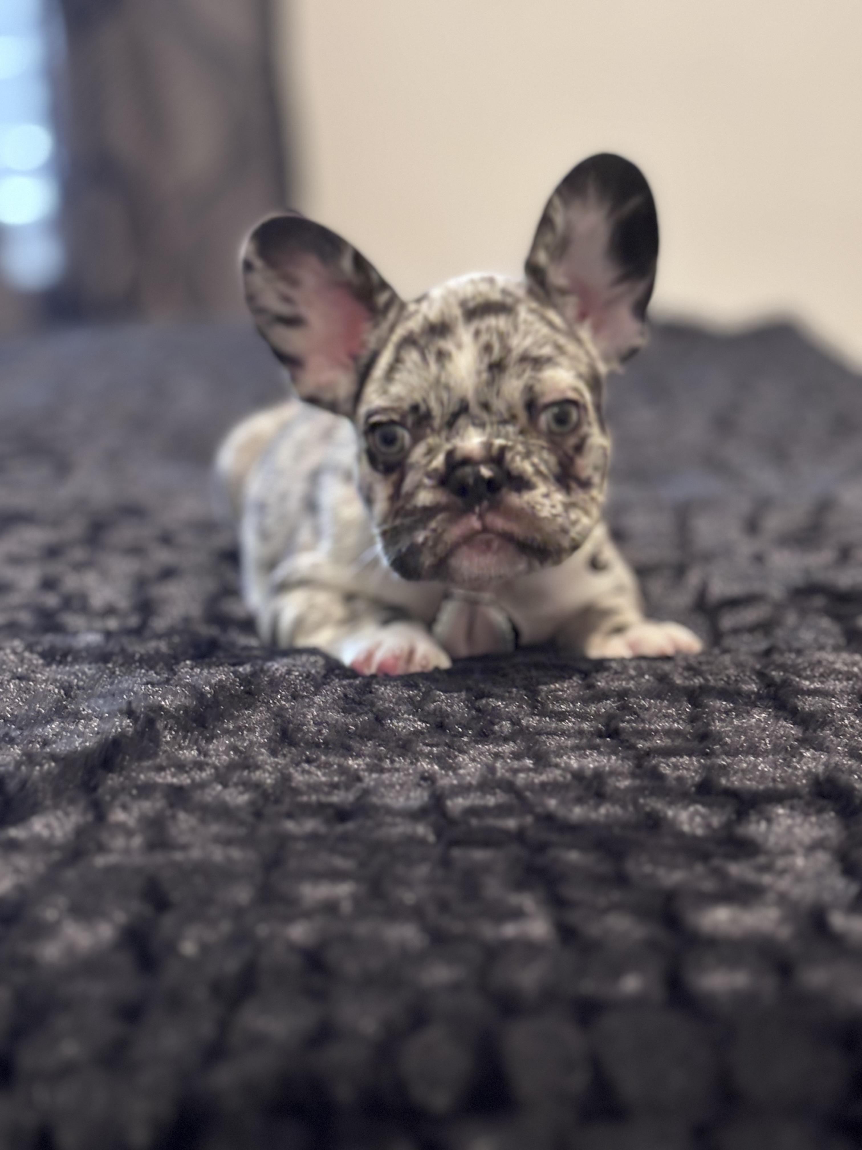 Blu, a ADOPTABLE French Bulldog in Bradenton , FL image 4/5